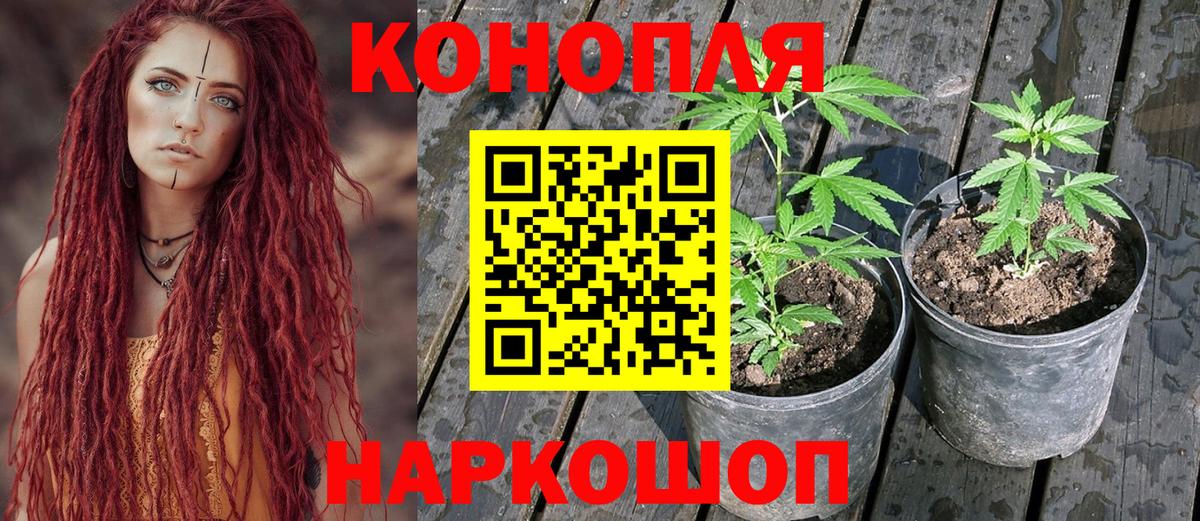 Бошки марихуана OG Kush Ухта